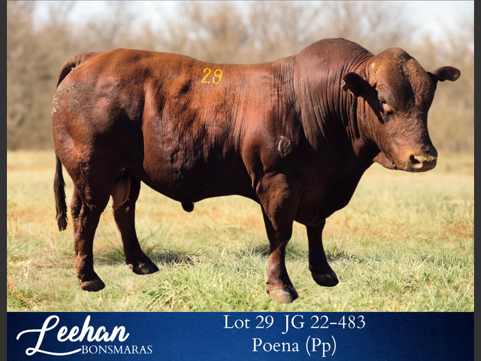 JG220483 | Leehan Bonsmara
