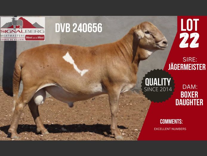 Lot 22 | SIGNALBERG MEATMASTERS 12TH MEATMASTER RAM AUCTION | SwiftVEE ...
