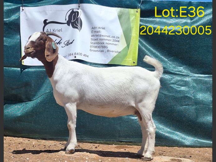 23005 | Grootvlak Boerbokke