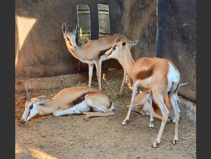 SPRINGBOK | LITTLE HUT