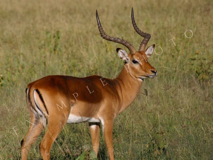 IMPALA TROPHY RAMS | INYATHI
