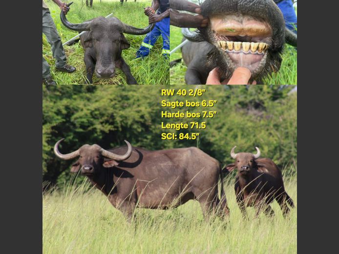 BUFFEL | VAN ROOY