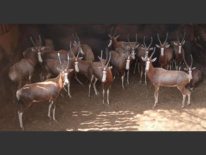 BLESBOK