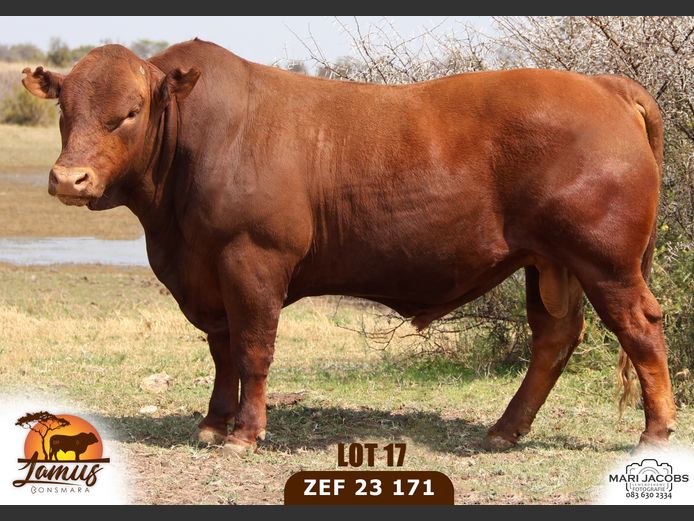 ZEF230171 Pp(c) | LAMUS BONSMARA