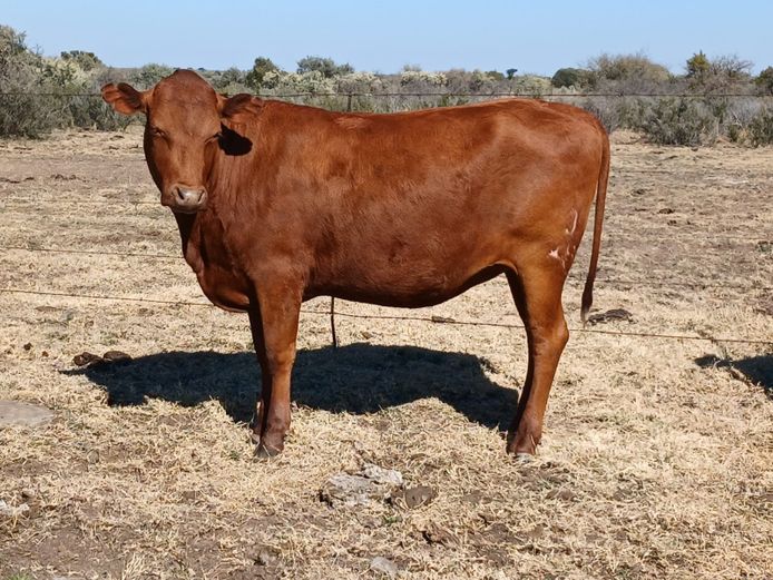 AB 230091 | CCR BEEF (PTY) LTD