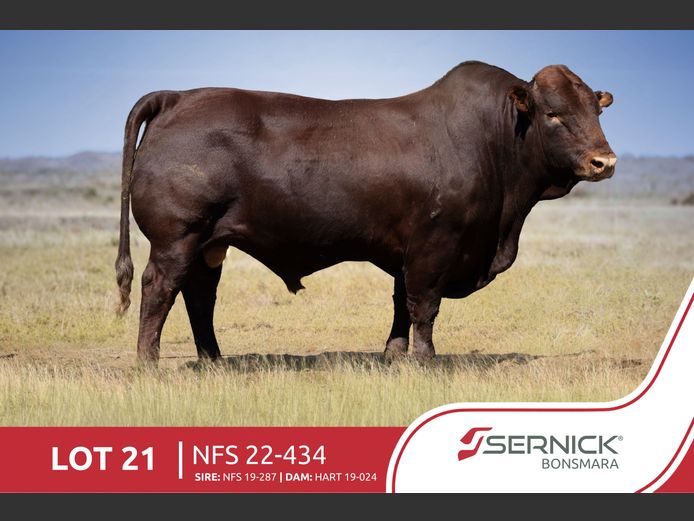 NFS 220434 | SERNICK BONSMARA STOET
