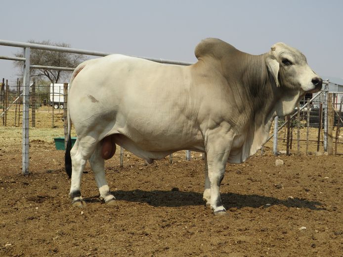 21-0678JLB | JLB BRAHMAN