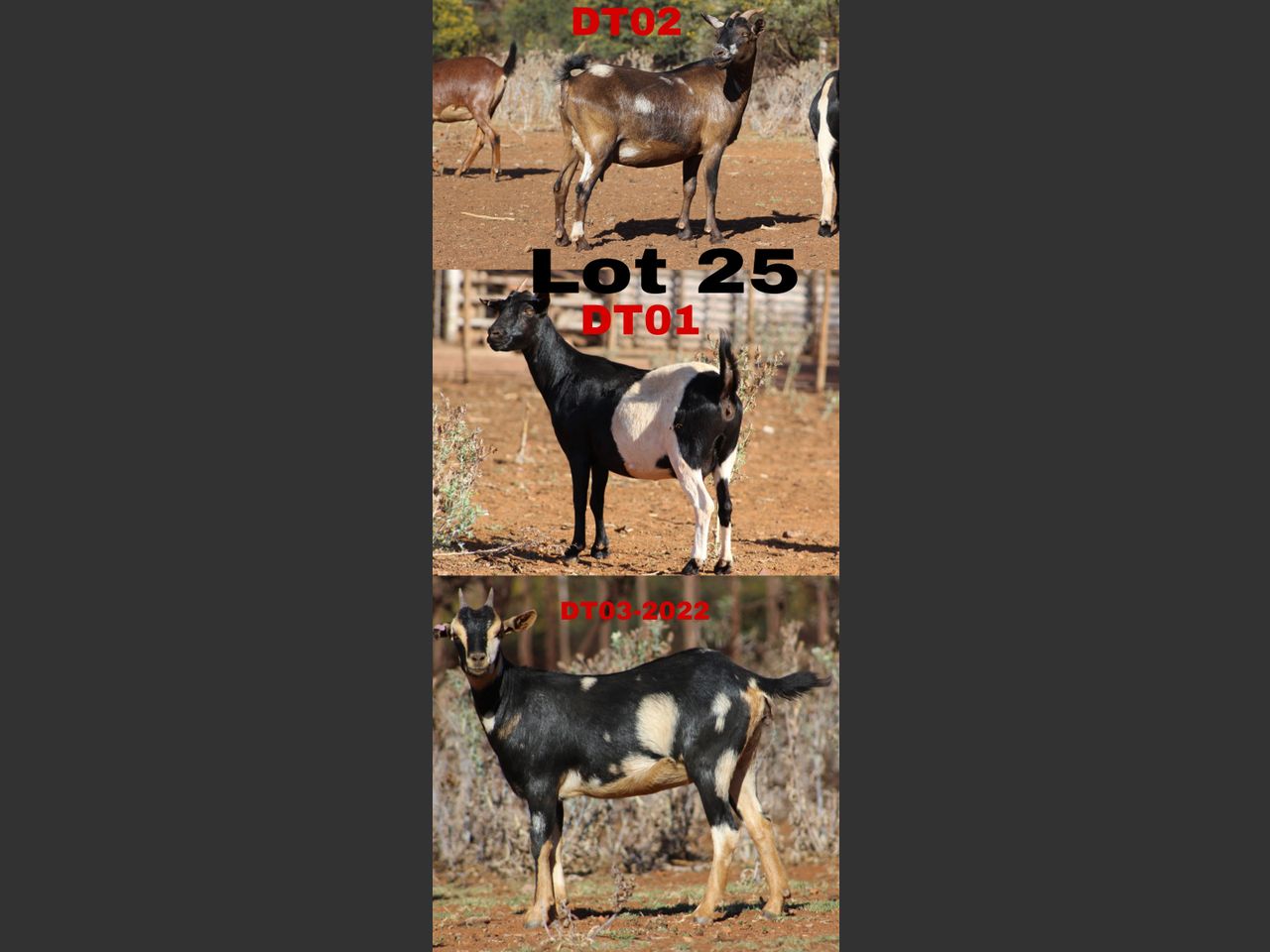 images