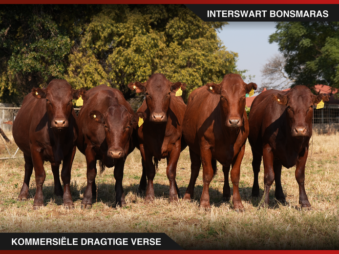 Commercial Animals | Interswart