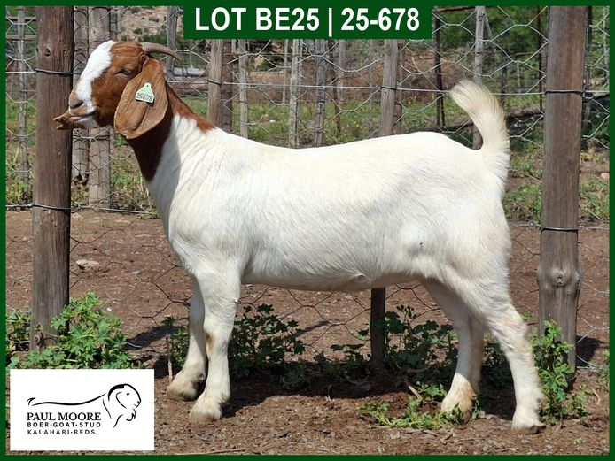 25-678 | Mooredale