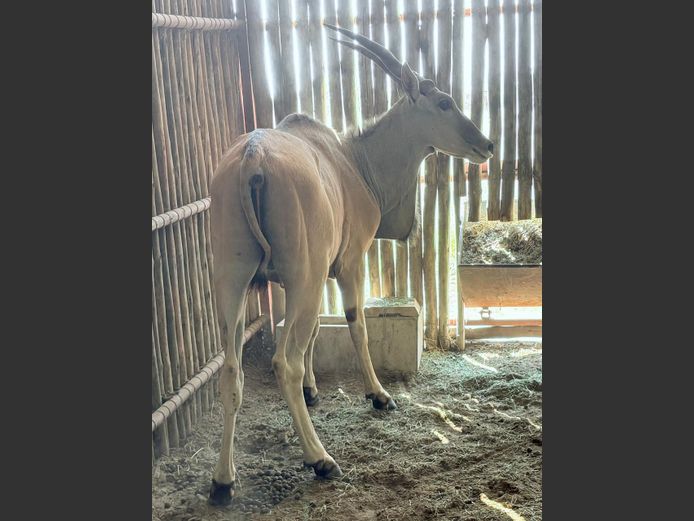 Eland Bul