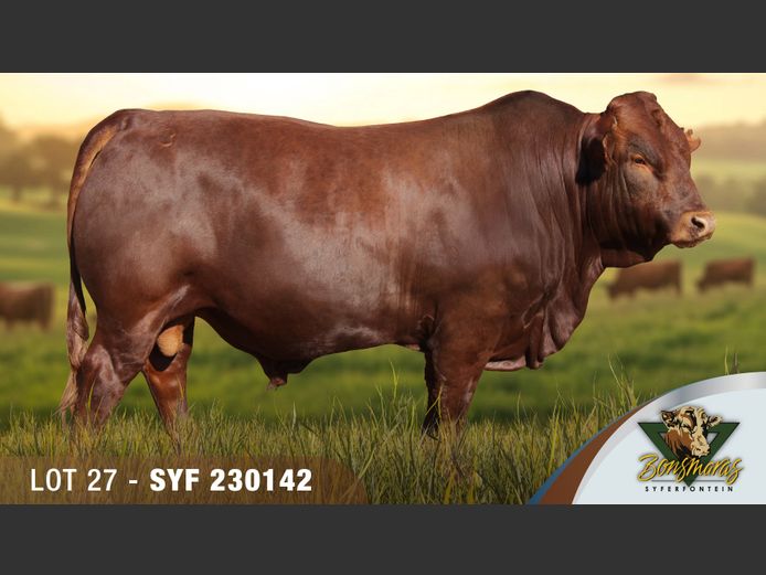 SYF230142 | SYFERFONTEIN BOERDERY