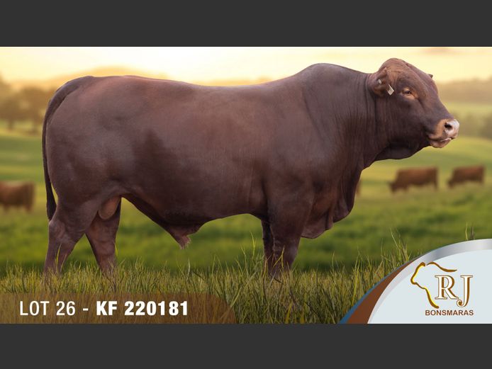 KF220181 | RJ BONSMARAS