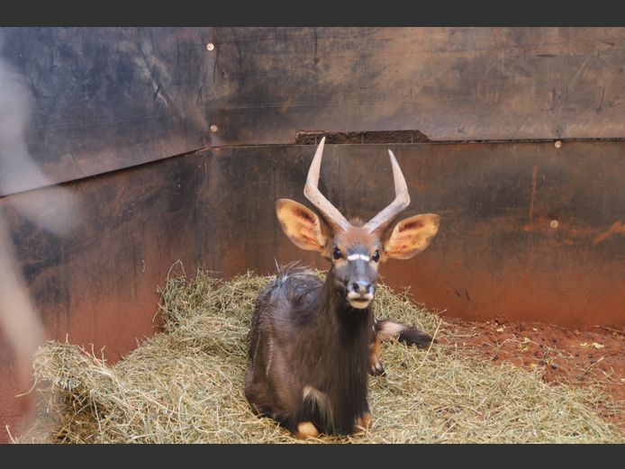 Njala