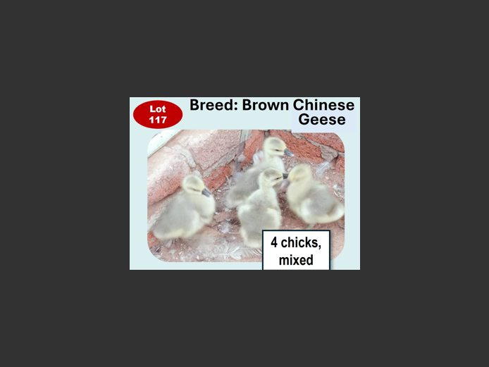 BROWN CHINESE GEESE | ANNUAL MYTILUS AND ELOFF