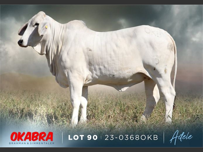 23-0368 OKB | OKABRA BRAHMAN