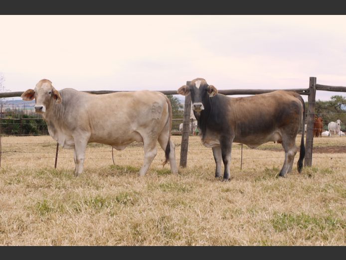 Commercial Animals