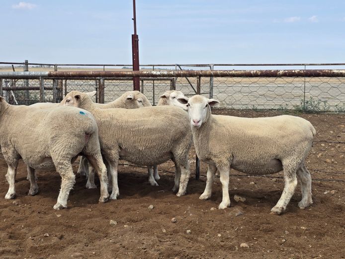 Commercial Animals | JAKKALSDANS DORMERS