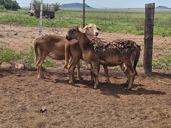 Ooie | GF Van Rooyen