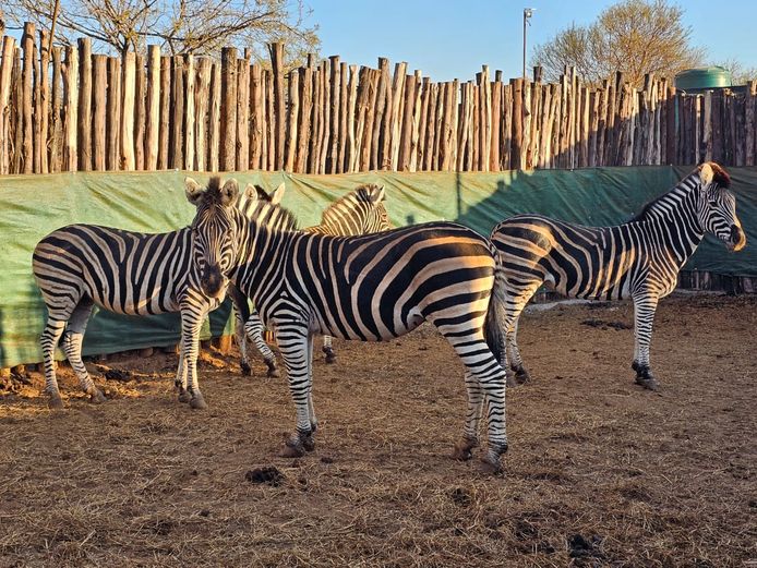 ZEBRA | J. DE KOK