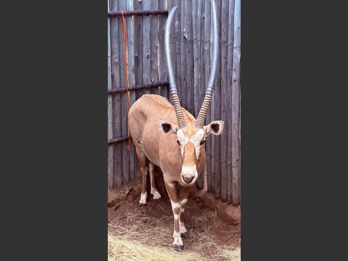 Goue Gemsbok Bul