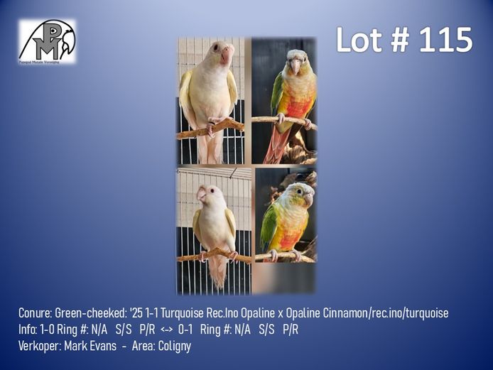 1-1 '25 Conure: Green-cheeked: Turquoise Rec.Ino Opaline x Opaline Cinnamon/rec.ino/turquoise - Mark Evans