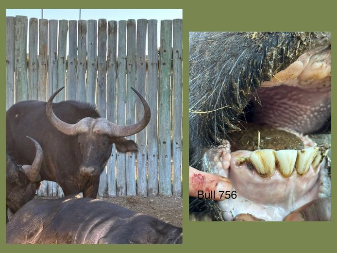 BUFFALO BULL | BUCKLANDS
