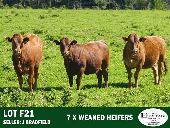 Female Animals | J Bradfield