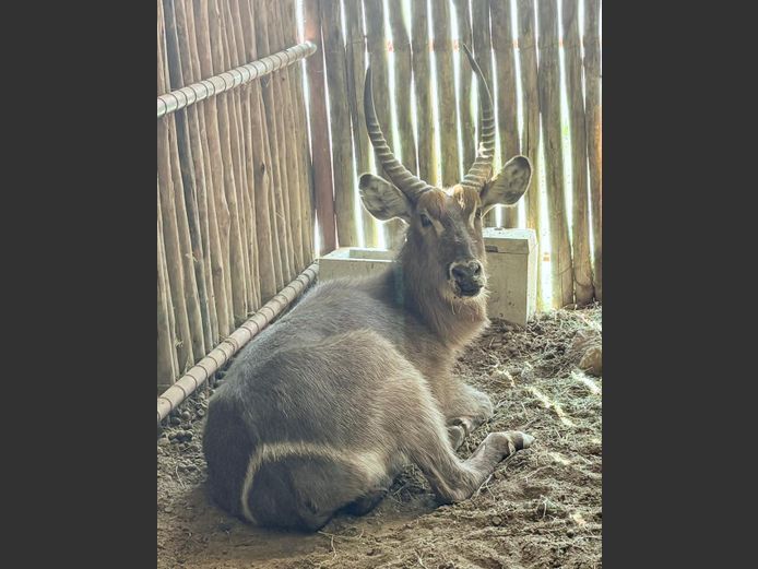 Waterbok Bul