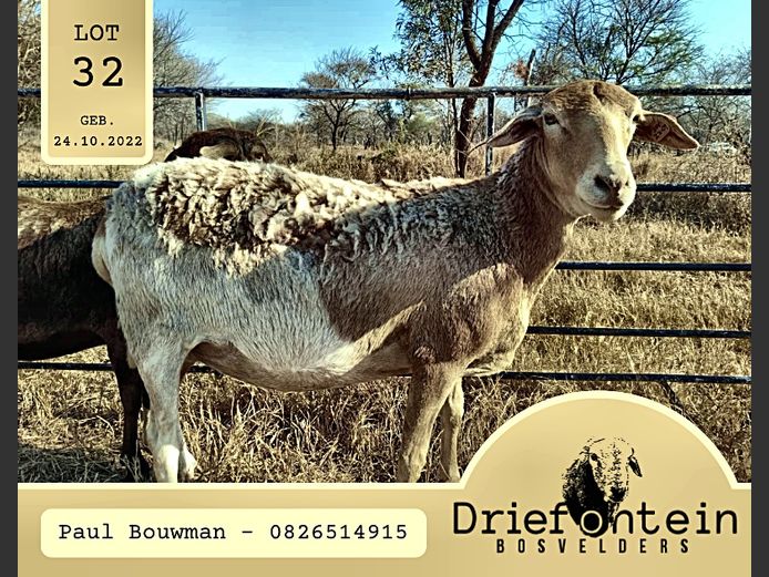 22-09 | DRIEFONTEIN BOSVELDERS
