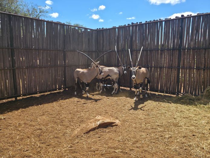 GEMSBOK
