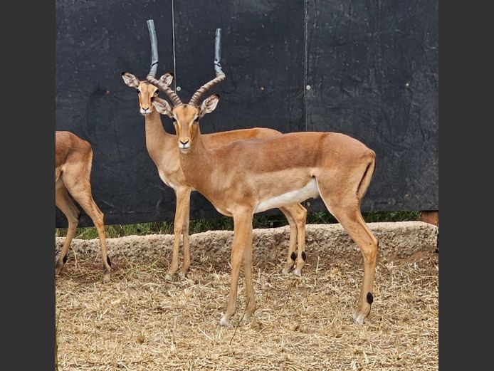 IMPALA | ZEEKOEVALLEY