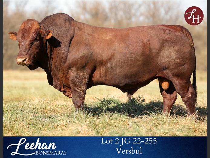 JG220255 | Leehan Bonsmara