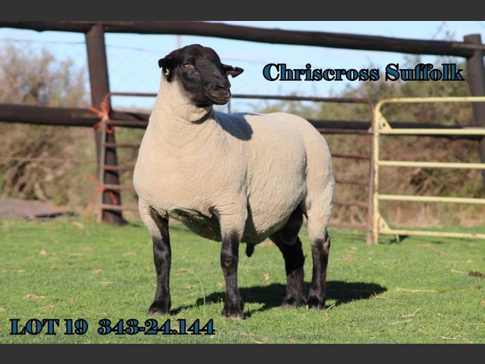 343 240144 | CHRISCROSS SUFFOLKS