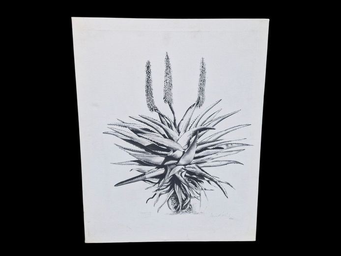 Jenny Mallon Charcoal Botanical Print "Aloe 1" Limited Edition