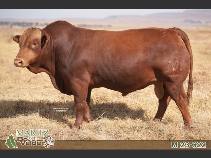 M230622 | Maritz Bovelders