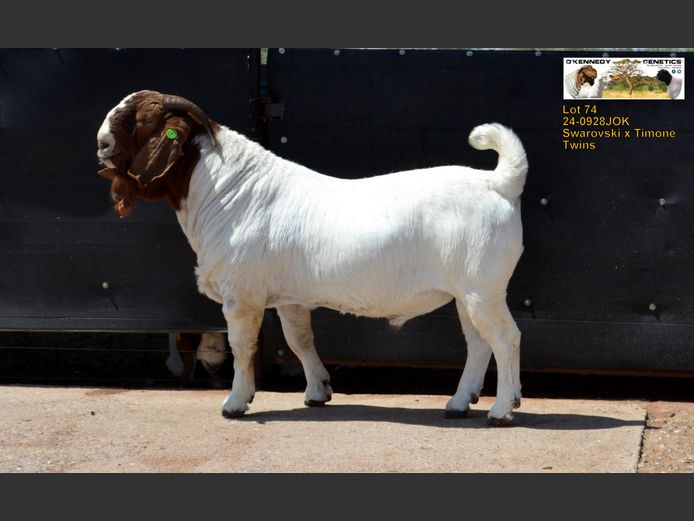 24-0928 JOK | O'KENNEDY GENETICS