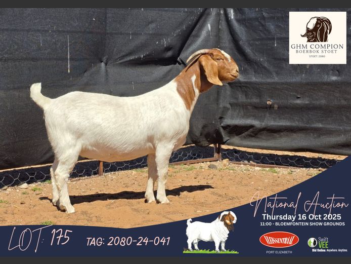 2080-24-041 | Martin Compion (GHM Compion Boerbokke)
