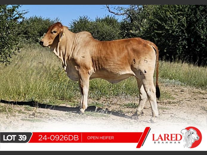 24-0926DB | LARED BRAHMAN
