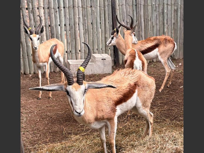 Kalahari Springbok Ramme