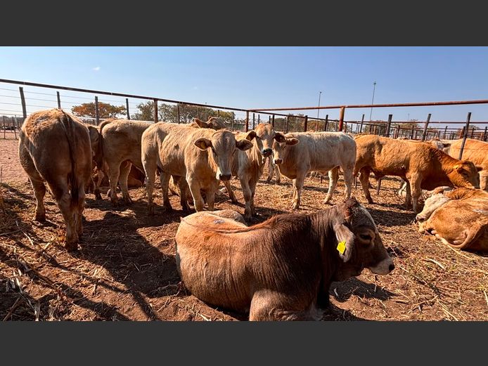 AGRA GROOTFONTEIN WEANER AUCTION