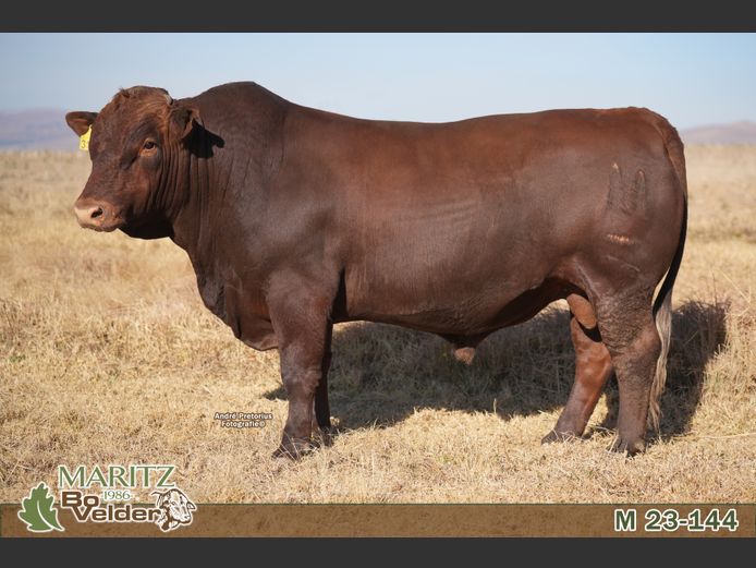 M230144 | Maritz Bovelders