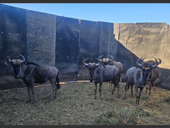 BLUE WILDEBEEST | ZEBULA