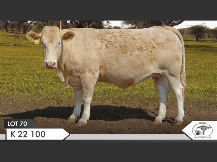 K 220100 | KOPERKOP HUGENOOT STOET