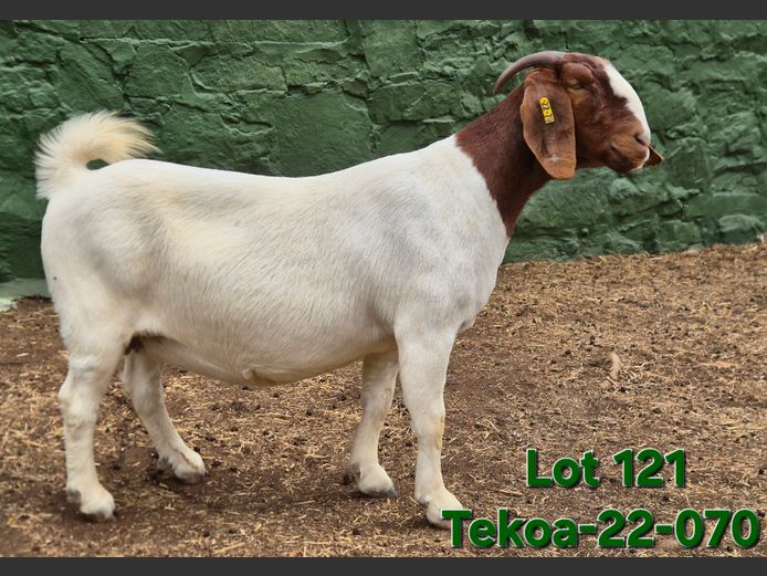 1673 220070 | Tekoa Boerbokstoet