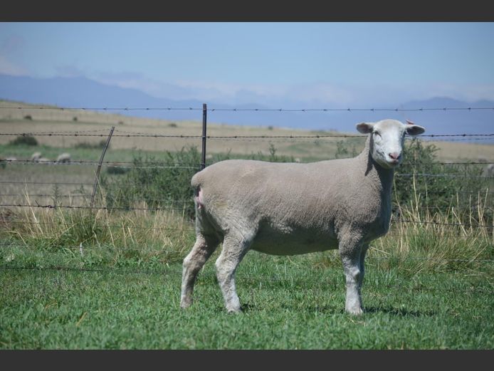 T 240475 | TWEE BROERS DORMER STOET