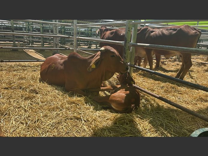 COMMERCIAL COWS | TJIRI RED BRAHMAN 