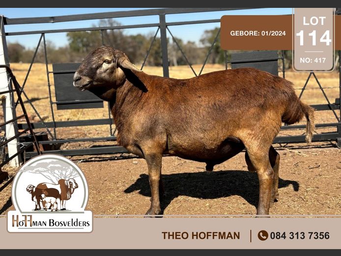 417 | HOFFMAN BOSVELDERS