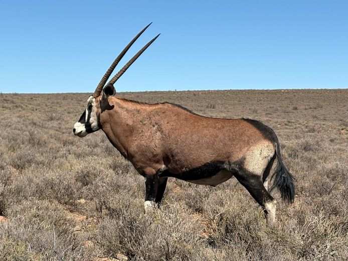 Rooi Gemsbok Bul