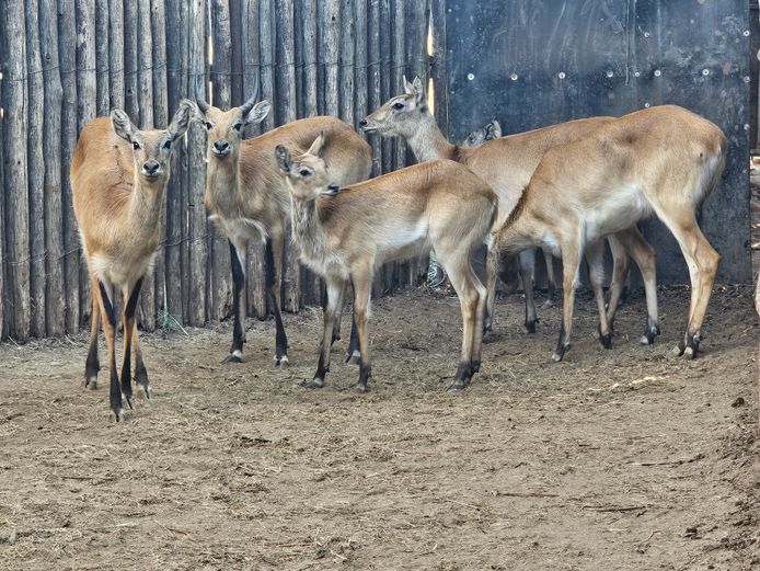 LECHWE | LEBENKELE